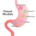 Vector Illustration Graphic Diagram of the Human Stomach Microbiota Royalty Free Stock Photo