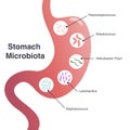 Vector Illustration Graphic Diagram of the Human Stomach Microbiota Royalty Free Stock Photo