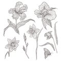 Vector illustration of graphically hand-drawn flowers. Imitation engraving. Blooming irises and daffodils