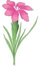 Grass Pink Vector Illustration