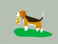 Vector illustration on gray background. The dog the beagle or the harrier walks across the lawn on the grass. Sign a