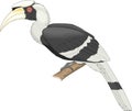 Great Indian Hornbill Perched Illustration