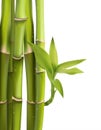 Vector illustration of Green bamboo trees inside the forest