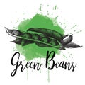 Vector illustration of a green bean. Hand drawn Royalty Free Stock Photo
