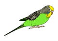 Vector illustration of green budgie