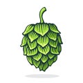 Vector illustration. Green cone of hop. Symbol of beer, pub and alcoholic beverage