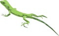 Vector Illustration Of Green Iguana