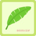 Vector illustration of green leaf banana graphic design