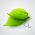 Vector illustration of green leaves and dew drops Royalty Free Stock Photo