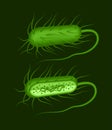 Vector illustration of green rod-shaped bacillus bacteria with fimbriae and flagellums isolated on dak background