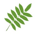 Vector illustration of a green rowan leaf on a white background Royalty Free Stock Photo