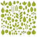 Vector illustration of green tree leaves isolated on white background. Set of simple drawn nature design elements, graphic symbol Royalty Free Stock Photo