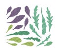 Vector illustration of green and violet basil, and arugula. Royalty Free Stock Photo