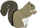 Grey Squirrel with Acorn Illustration Royalty Free Stock Photo