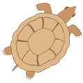 Vector illustration grovelling animal terrapin type overhand