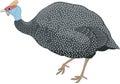 Guinea Fowl Illustration