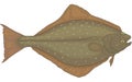 Halibut Flatfish Illustration Royalty Free Stock Photo