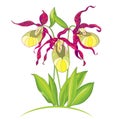 Vector illustration of hand drawing Cypripedium calceolus or Lady`s slipper orchid on white background.