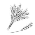 Vector illustration of hand drawing wheat ears Royalty Free Stock Photo