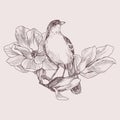 Vector illustration of hand drawn bird on magnolia blooming brunch. Graphic style, beautiful illustration. Engraving