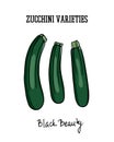 Hand drawn zucchini