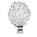 Vector illustration of a hand drawn broom. Bunch of grass isolated on white background