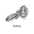 Vector illustration hand-drawn celery