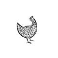 Hand drawn chicken