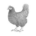 Vector illustration with hand drawn chicken, hen. Poultry, broiler, farm animal. Vintage black and white sketch Royalty Free Stock Photo