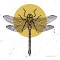 Vector Illustration Of Hand Drawn Dragonfly. Vintage Insects Sketch Collection. Spring Design Template.