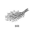 Vector illustration hand-drawn dill