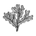 Vector illustration of hand drawn Fucus algae. Coloring page book - zendala for relax