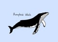 Hand drawn whale Royalty Free Stock Photo