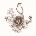 Vector illustration of hand drawn nest with spotted eggs and bird on blooming brunch. Graphic style, beautiful