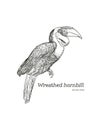 Wreathed Hornbill , hand draw sketch vector.