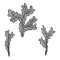 Vector illustration of hand drawn seaweed - Fucus algae. Coloring page book - zendala for relaxation and meditation