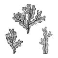 Vector illustration of hand drawn seaweed - Fucus algae. Coloring page book - zendala for relaxation and meditation