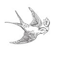 Vector illustration of hand drawn sketch flying contour bird.