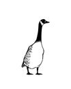 Hand drawn wild goose