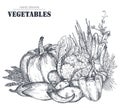 Vector illustration of hand drawn vector farm vegetables in sketch style.