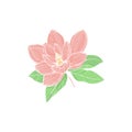 Vector illustration with hand drawn white Anise magnolia colored pink flowers with green leaves. Flower isolated on white Royalty Free Stock Photo