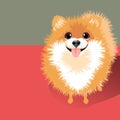 Vector Illustration of a happy fluffy Pomeranian dog