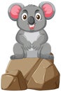 A happy koala on stones