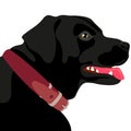 Vector illustration of the head of a black labrador retriever Royalty Free Stock Photo
