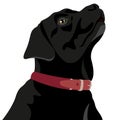 Vector illustration of the head of a black labrador retriever Royalty Free Stock Photo