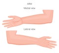 Anatomy_Arm