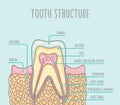 Vector illustration of a healthy human tooth structure.