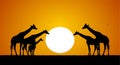 Vector illustration: Herd of giraffes against the setting sun. Silhouette