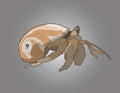 Vector Illustration of Hermit Crab