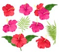 Vector illustration of hibiscus flowers pink and red color, tropical flowers, palm leaves, hibiscus flowers set isolated Royalty Free Stock Photo